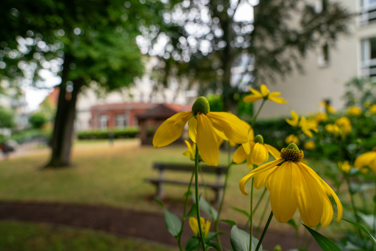 Gelbe Blumen im Vordergrund eines Gartens mit unscharfem Hintergrund, in dem eine Bank, Bäume und das Gebäude der Hahne Residenz "Rethen an der Leine" zu erkennen sind.